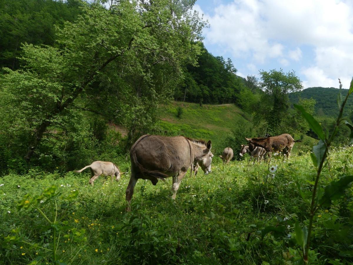 Source Nature Mas-d'Azil Buitenkant foto